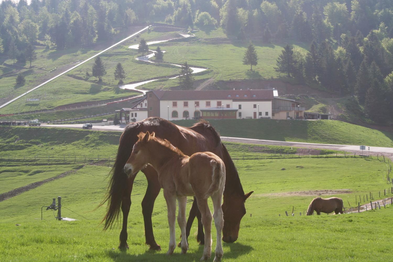 Hotel Chaume De Balveurche Xonrupt-Longemer Esterno foto